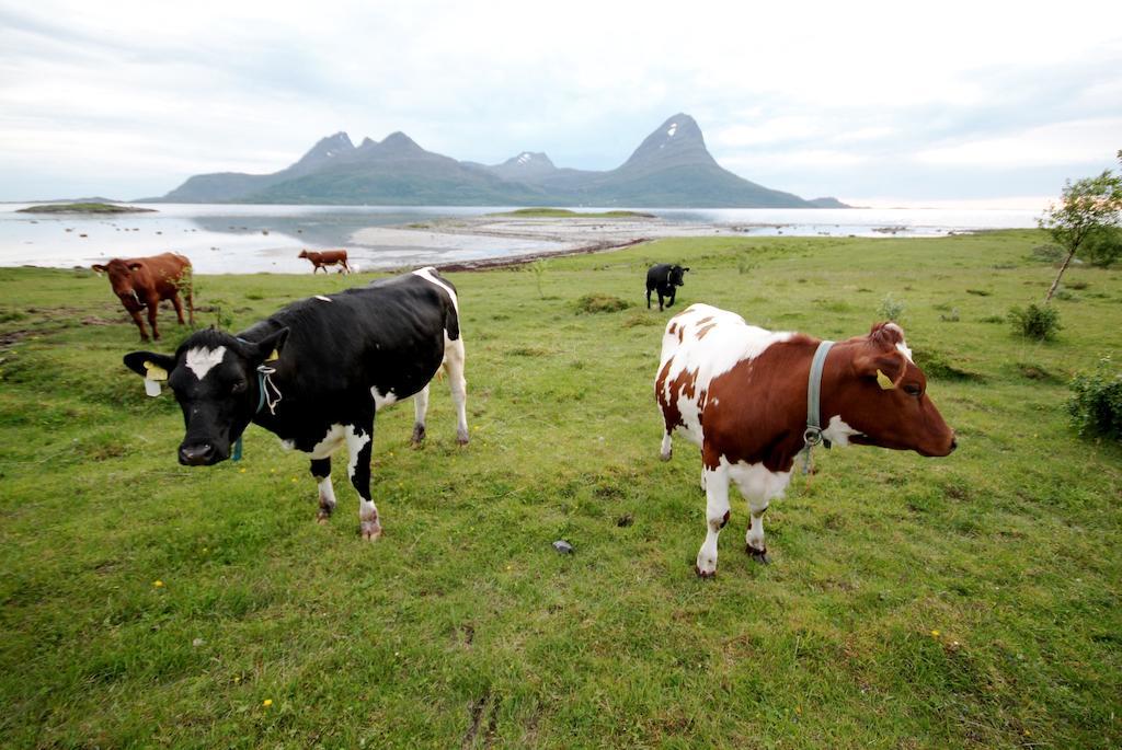 Topcamp Havblikk - Helgeland Nesna Екстер'єр фото